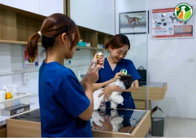 Tiêm phòng vaccine cho chó để ngăn ngừa bệnh parvo