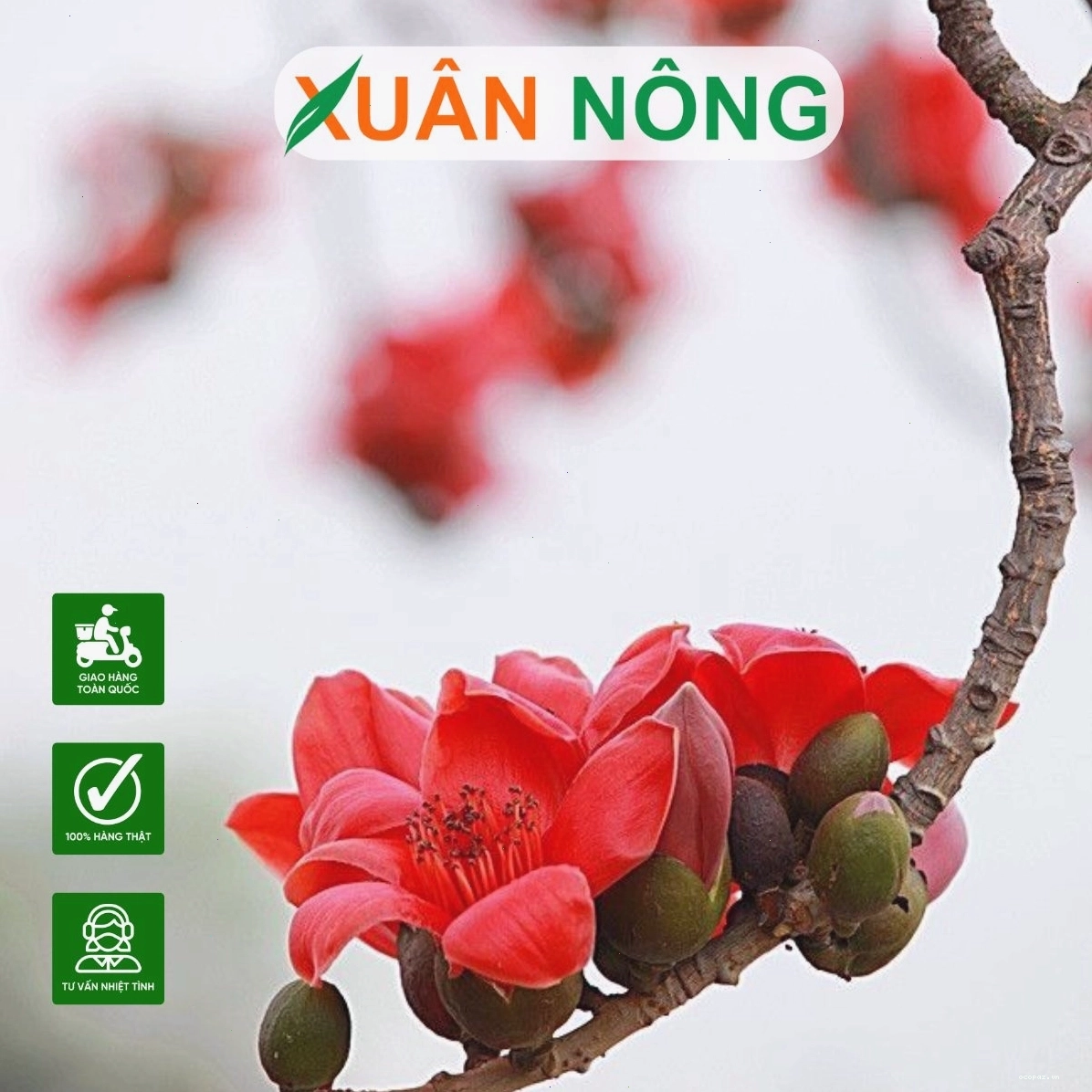 Toàn cảnh một cây gạo hoa trắng cổ thụ với hoa nở trắng
