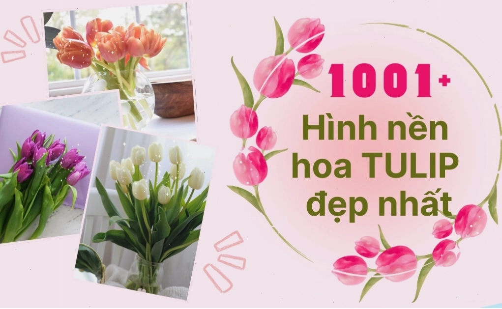 Tổng hợp 1001+ hình nền hoa tulip đẹp nhất cho điện thoại và máy tính