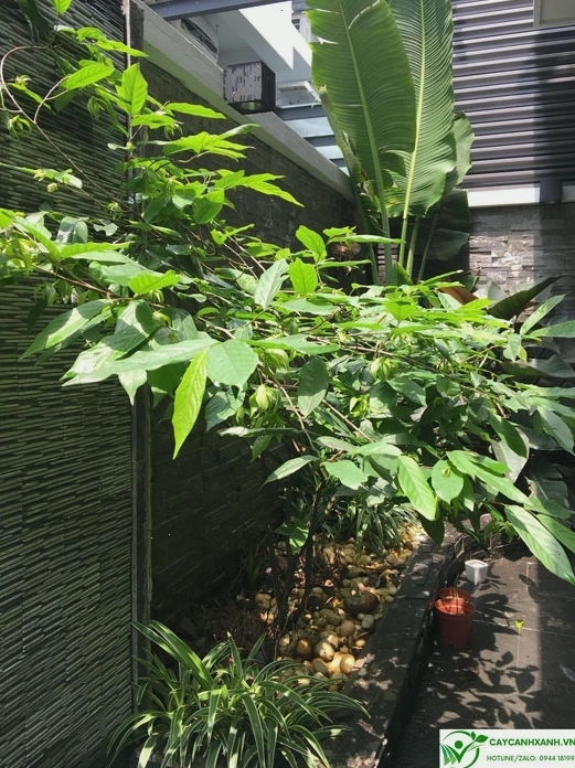 Tổng hợp các công dụng hữu ích của cây hoa dẻ đối với đời sống