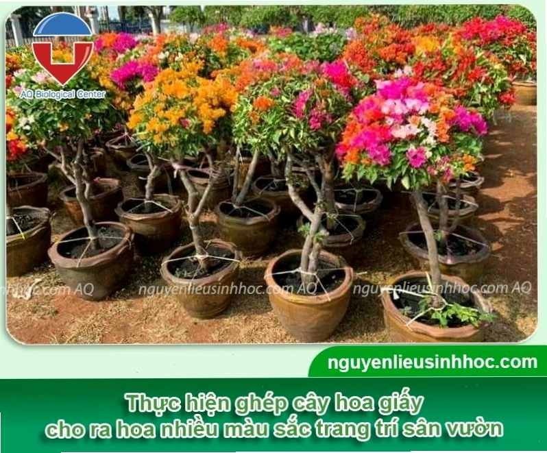 Tổng quan về cách ghép cây hoa giấy để tạo cây đa sắc