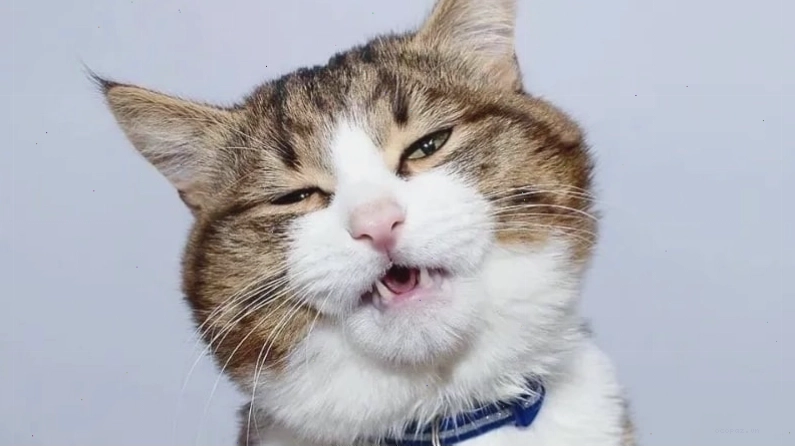 Top meme mèo biểu cảm khó chịu