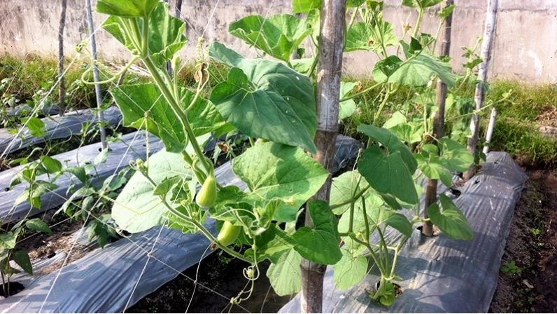 Trái bầu tròn mẩy