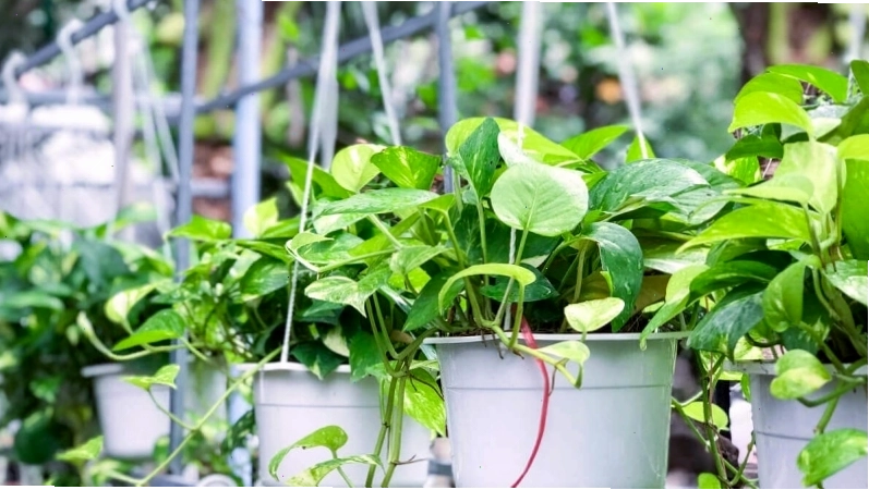 Trầu bà là cây dây leo dễ chăm, có thể trồng ở nơi ít sáng