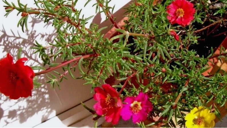 Trồng hoa mười giờ rất đơn giản, dễ thực hiện, mang lại vẻ đẹp rực rỡ cho khu vườn