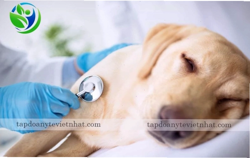 Truyền dịch là một phần quan trọng trong điều trị bệnh Care