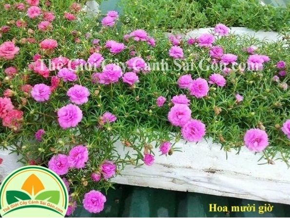 Tưới nước cho cây hoa mười giờ thái kép vào buổi sáng