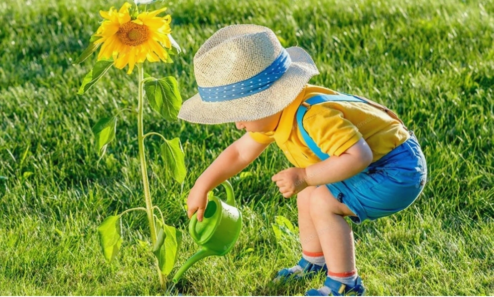 Tưới nước đều đặn cho cây hướng dương