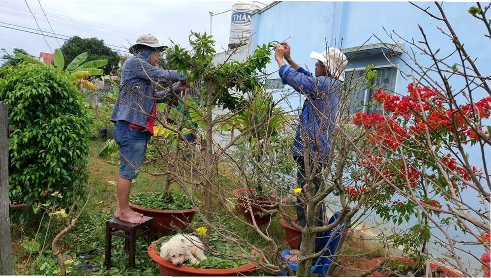 Tuốt lá hoa mai đúng thời điểm để cây tập trung dinh dưỡng nuôi nụ