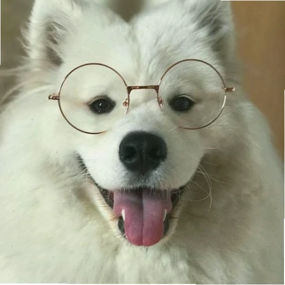 Tuyển tập Avatar chó Cute đáng yêu