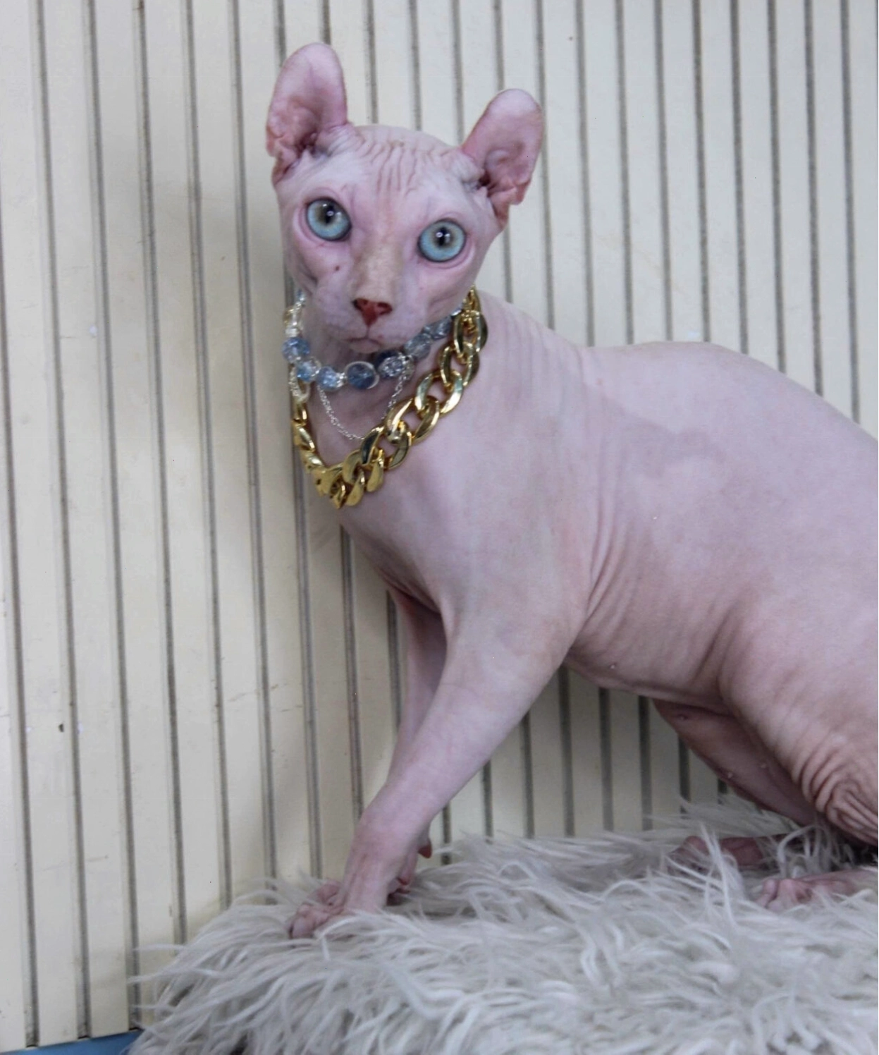 Vẻ đẹp quý tộc của mèo Sphynx