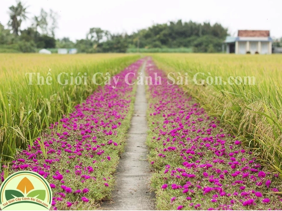Vẻ đẹp rực rỡ của hoa mười giờ thái kép với nhiều màu sắc