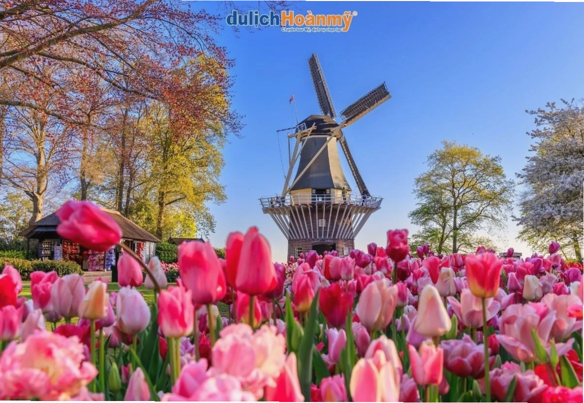Vẻ đẹp rực rỡ của vườn hoa tulip tại Amsterdam