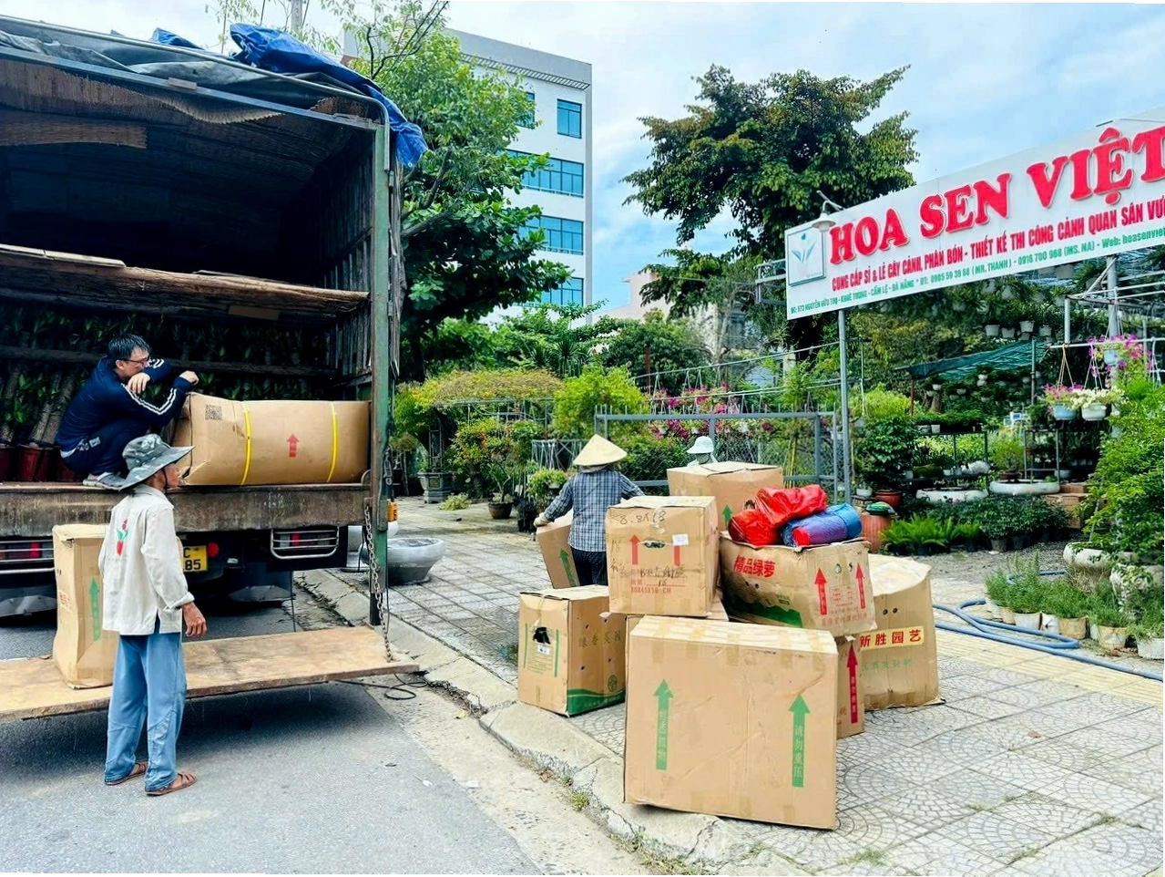 Vẻ đẹp thanh tao của hoa sen, biểu tượng cho sự tinh khiết và vươn lên