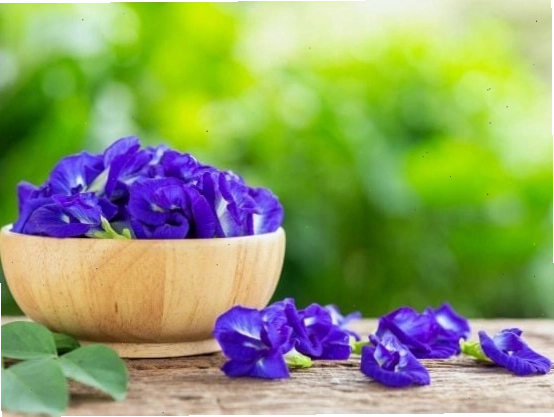 Vẻ đẹp tinh khôi của hoa đậu biếc