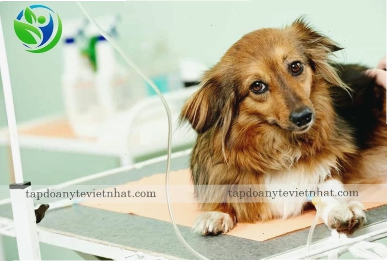 Virus Care có thể lây truyền qua nhiều con đường khác nhau