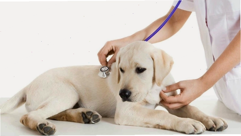 Virus Parvo tấn công hệ tiêu hóa của chó
