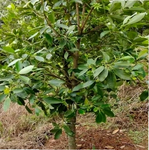 Vườn cây hoa hồi đang phát triển xanh tốt