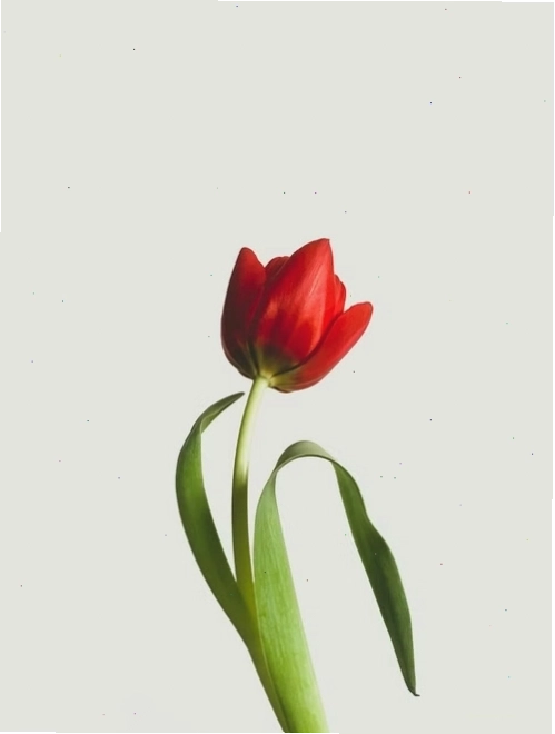 Vườn hoa tulip nhiều màu sắc
