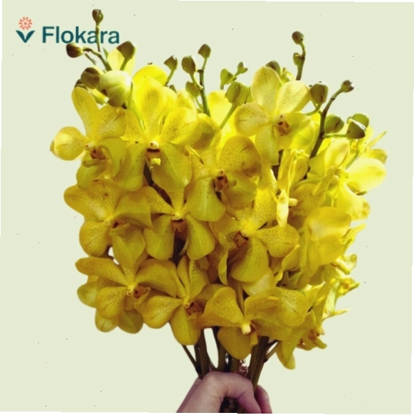 Vườn lan Mokara tươi tốt sẵn sàng để chăm sóc