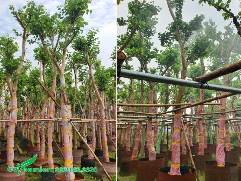 Vườn ươm cây bóng mát lớn sẵn sàng để trồng