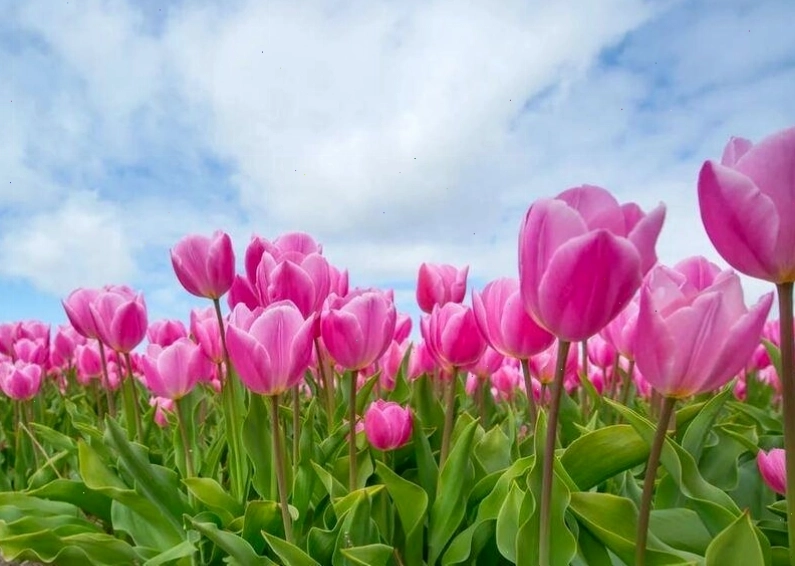 Ý nghĩa đa dạng của các loài hoa Tulip