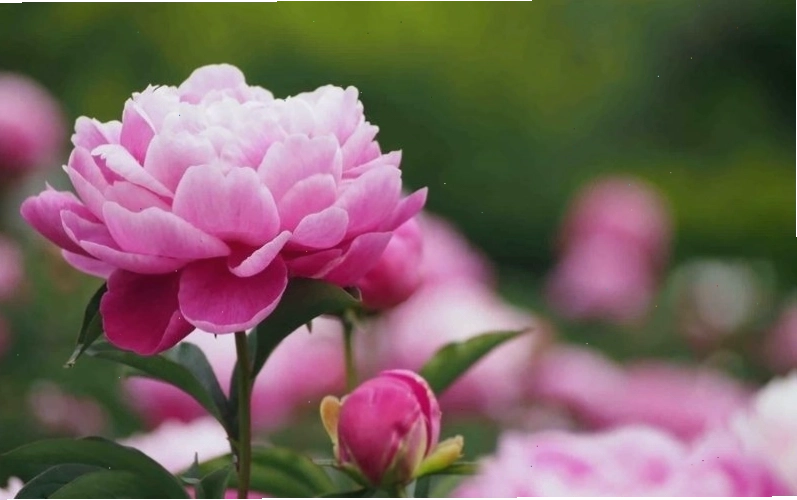 Ý nghĩa hoa mẫu đơn hồng tượng trưng cho tình yêu lãng mạn và sự duyên dáng