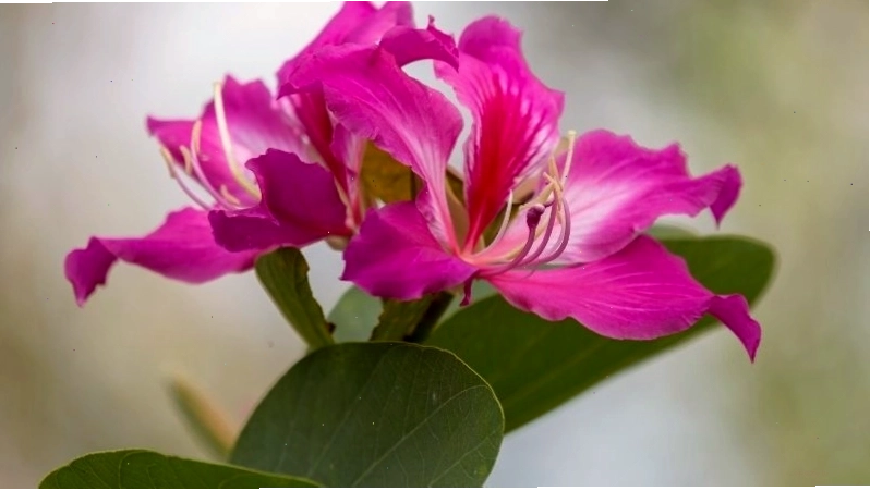 Ý nghĩa phong thủy của cây móng bò tím