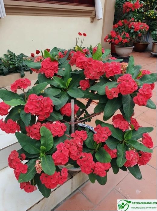 Ý nghĩa phong thủy của cây xương rồng bát tiên
