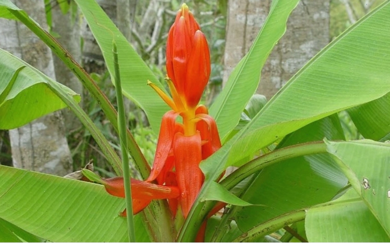 Ý nghĩa phong thủy của hoa chuối đỏ