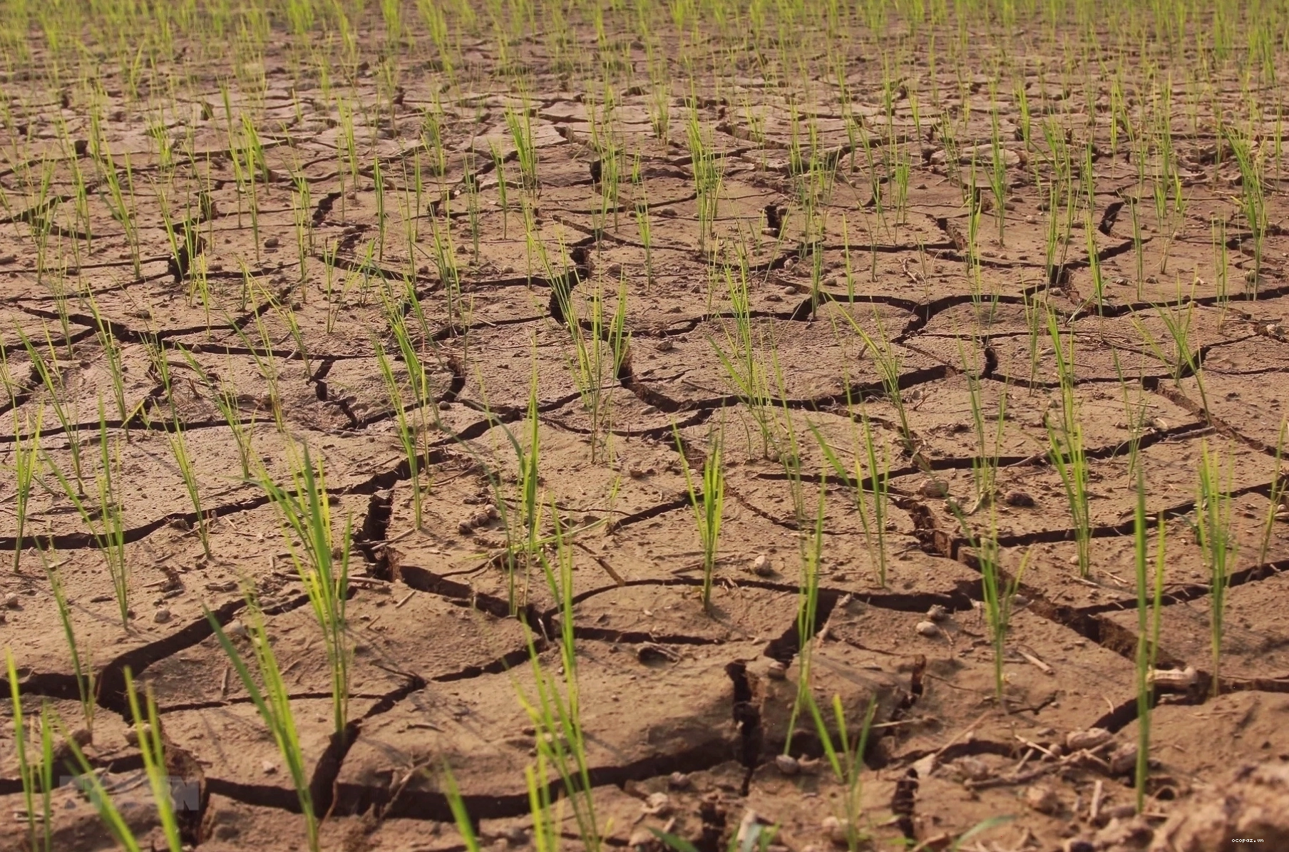 Tác động của El Nino đến chuỗi cung ứng lương thực toàn cầu