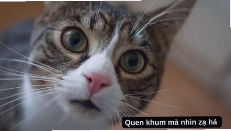 tong hop meme cuc doc la khong dung hang