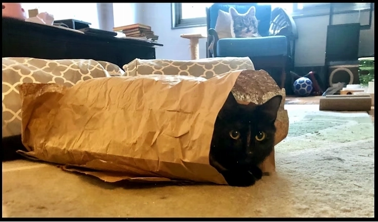 Cat resting inside brown packing paper