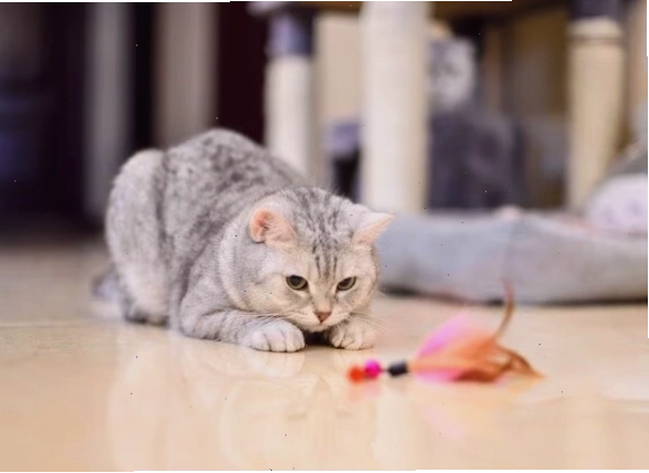 Feline preparing to pounce on a feather toy