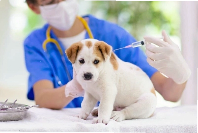 Chó con cần được tiêm phòng để xây dựng hệ miễn dịch bền vững