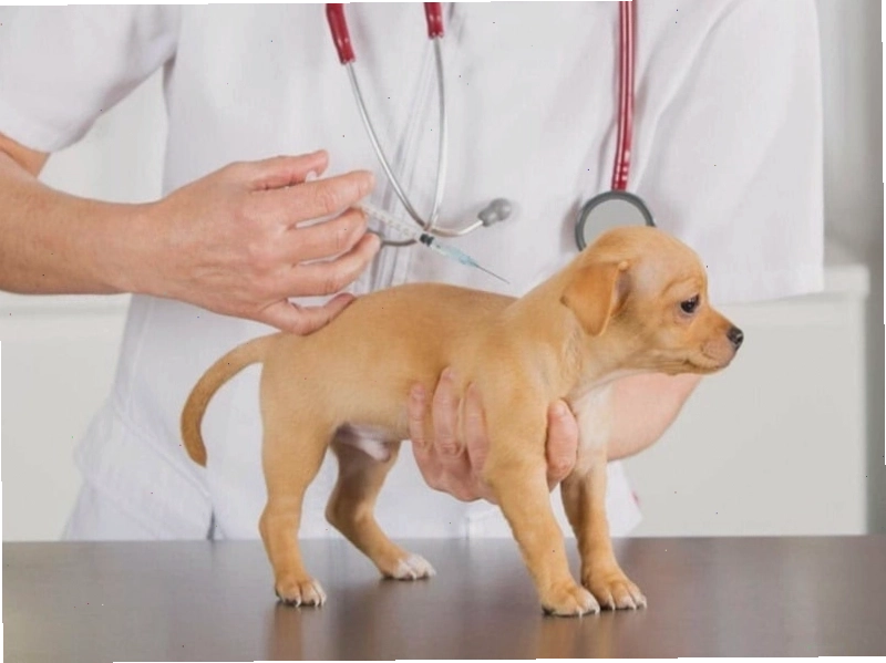 Chó con phát triển khỏe mạnh sau khi hoàn tất lịch tiêm phòng
