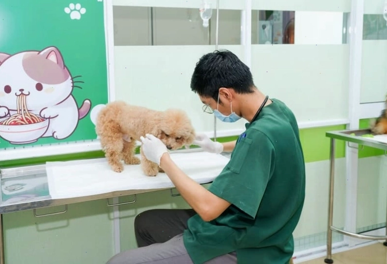 Thời điểm vàng để bắt đầu mũi tiêm đầu tiên cho chó con