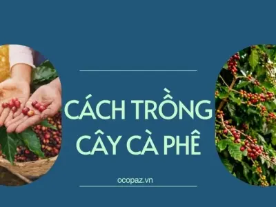 Cách trồng cà phê năng suất cao theo quy trình chuẩn