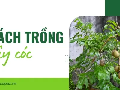 Hướng dẫn trồng cây cóc từ hạt giúp cây khỏe mạnh bền lâu