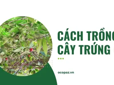 Hướng dẫn cách trồng cây trứng cá giúp cây nhanh ra quả