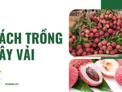 Cách trồng cây vải đúng kỹ thuật cho năng suất vượt trội