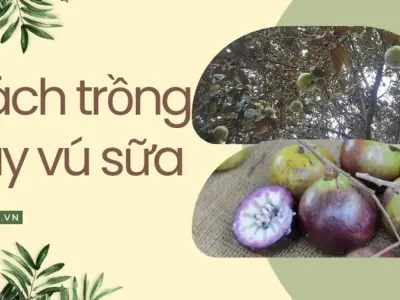 Cách trồng cây vú sữa trong vườn nhỏ tiết kiệm không gian