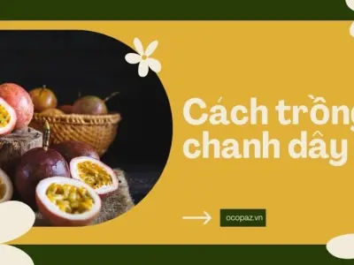 Cách trồng chanh dây tại nhà đơn giản cho trái quanh năm