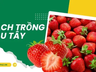 Hướng dẫn cách trồng dâu tây trong chậu cho năng suất cao
