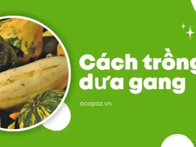 Cách trồng dưa gang cho quả to mọng nước dễ thực hiện