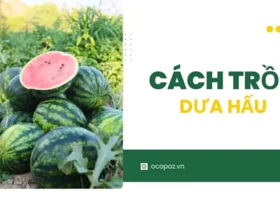 Cách trồng dưa hấu tại nhà đơn giản và hiệu quả nhất