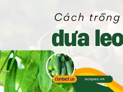 Hướng dẫn chi tiết cách trồng dưa leo dễ dàng cho mọi nhà