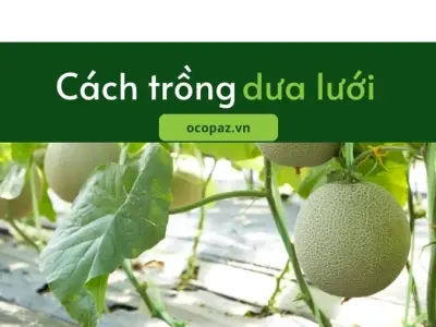 Cách trồng dưa lưới trong vườn đạt chất lượng cao nhất