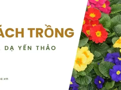 Hướng dẫn cách trồng hoa dạ yến thảo nở rộ quanh năm