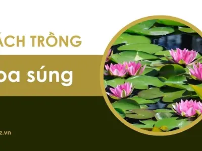 Hướng dẫn cách trồng hoa súng đẹp và nở hoa quanh năm